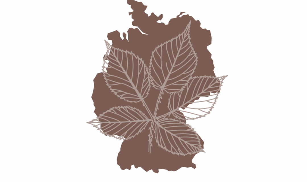 Dieses Online-Herbarium hilft dabei, schwierig zu bestimmende Pflanzenarten der deutschen Flora besser zu verstehen.